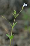Lindernia anagallidea (Michx.) Pennell