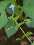 Lindernia anagallidea (Michx.) Pennell