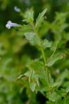 Lindernia dubia (L.) Pennell var. dubia