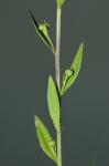 Linum striatum Walt.