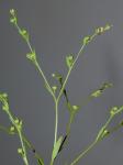 Linum striatum Walt.