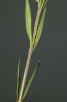 Linum striatum Walt.