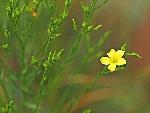 Linum sulcatum Riddell var. sulcatum