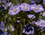 Linum usitatissimum L.