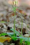 Liparis liliifolia (L.) L.C. Rich. ex Ker-Gawl.