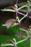 Liparis liliifolia (L.) L.C. Rich. ex Ker-Gawl.