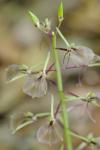 Liparis liliifolia (L.) L.C. Rich. ex Ker-Gawl.