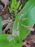 Liparis liliifolia (L.) L.C. Rich. ex Ker-Gawl.