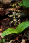 Liparis liliifolia (L.) L.C. Rich. ex Ker-Gawl.