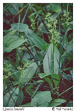 Liparis loeselii (L.) L.C. Rich.