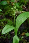 Liparis loeselii (L.) L.C. Rich.