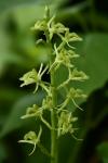 Liparis loeselii (L.) L.C. Rich.