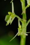 Liparis loeselii (L.) L.C. Rich.