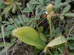 Liparis loeselii (L.) L.C. Rich.