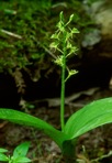 Liparis loeselii (L.) L.C. Rich.