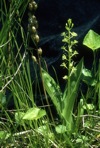 Liparis loeselii (L.) L.C. Rich.