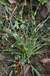 Cyperus subsquarrosus (Muhl.) Bauters