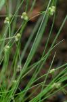 Cyperus subsquarrosus (Muhl.) Bauters