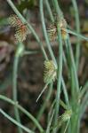 Cyperus subsquarrosus (Muhl.) Bauters