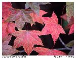 Liquidambar styraciflua L.