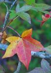 Liquidambar styraciflua L.