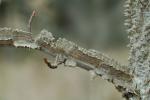 Liquidambar styraciflua L.