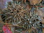 Liquidambar styraciflua L.