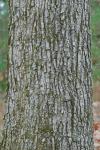 Liquidambar styraciflua L.