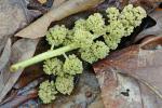 Liquidambar styraciflua L.