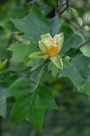 Liriodendron tulipifera L.