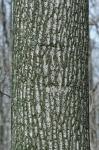 Liriodendron tulipifera L.