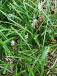 Liriope spicata Lour.