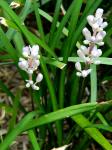 Liriope spicata Lour.