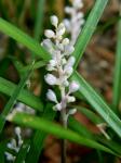 Liriope spicata Lour.