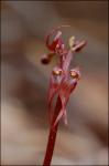 Neottia bifolia (Raf.) Bombach