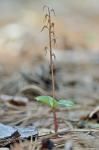 Neottia bifolia (Raf.) Bombach