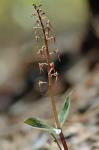 Neottia bifolia (Raf.) Bombach