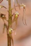 Neottia bifolia (Raf.) Bombach