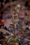 Neottia bifolia (Raf.) Bombach