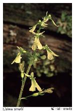 Neottia smallii (Wieg.) Szlachetko