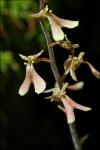 Neottia smallii (Wieg.) Szlachetko