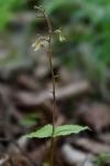 Neottia smallii (Wieg.) Szlachetko