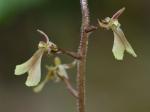 Neottia smallii (Wieg.) Szlachetko