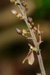 Neottia smallii (Wieg.) Szlachetko