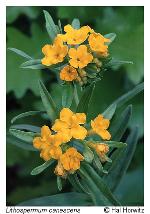 Lithospermum canescens (Michx.) Lehm.