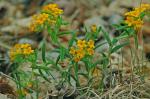 Lithospermum canescens (Michx.) Lehm.