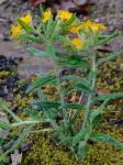 Lithospermum canescens (Michx.) Lehm.