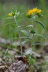 Lithospermum canescens (Michx.) Lehm.
