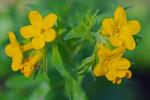 Lithospermum caroliniense (Walt. ex J.F.Gmel.) MacM.