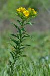 Lithospermum caroliniense (Walt. ex J.F.Gmel.) MacM.